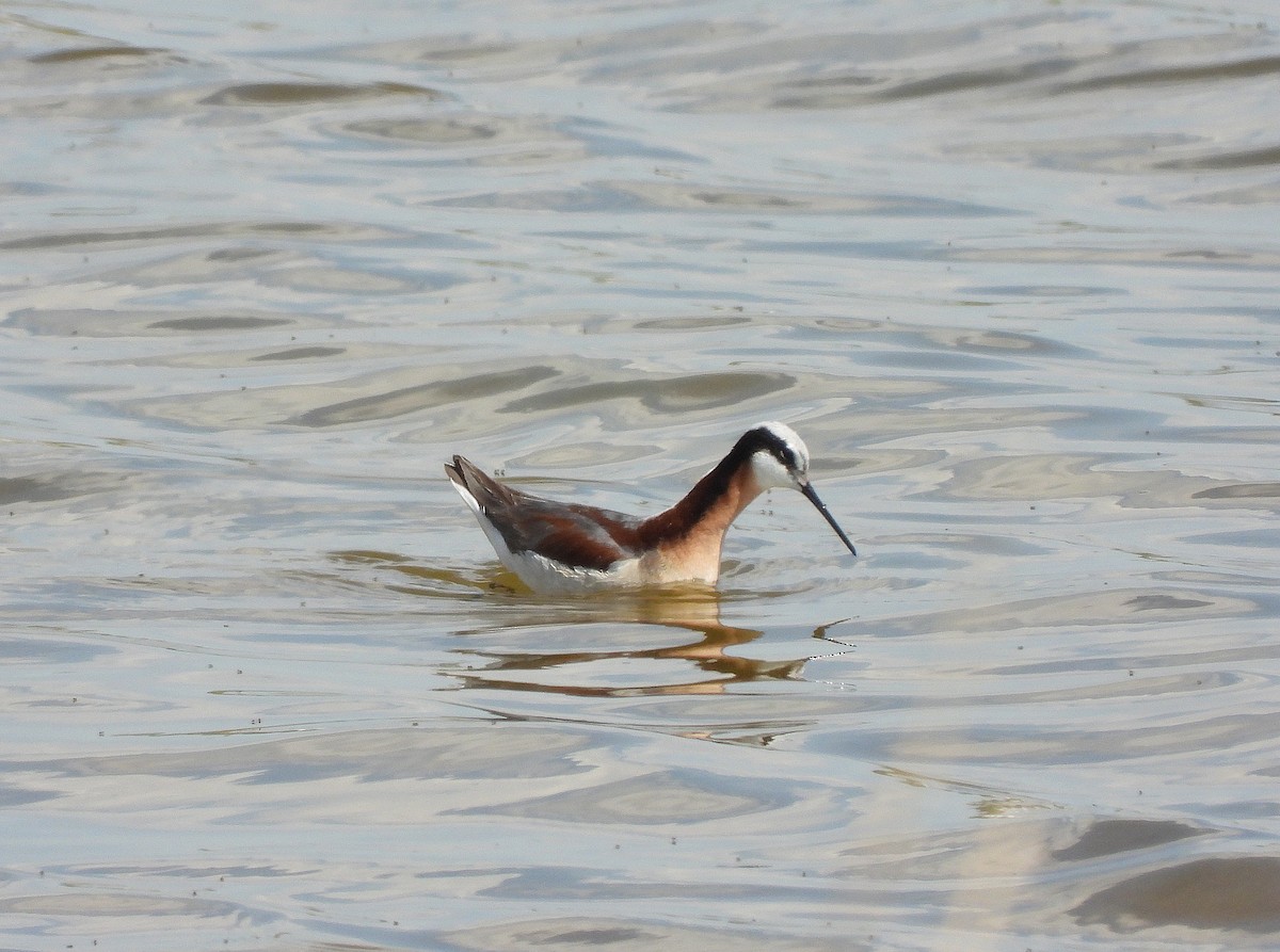 Wilson's Phalarope - ML637634733