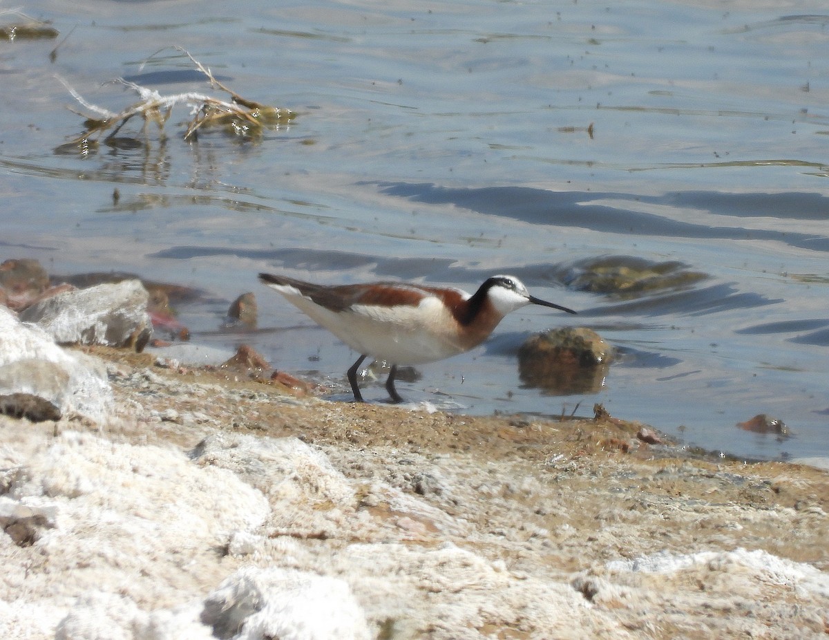 Wilson's Phalarope - ML637634735
