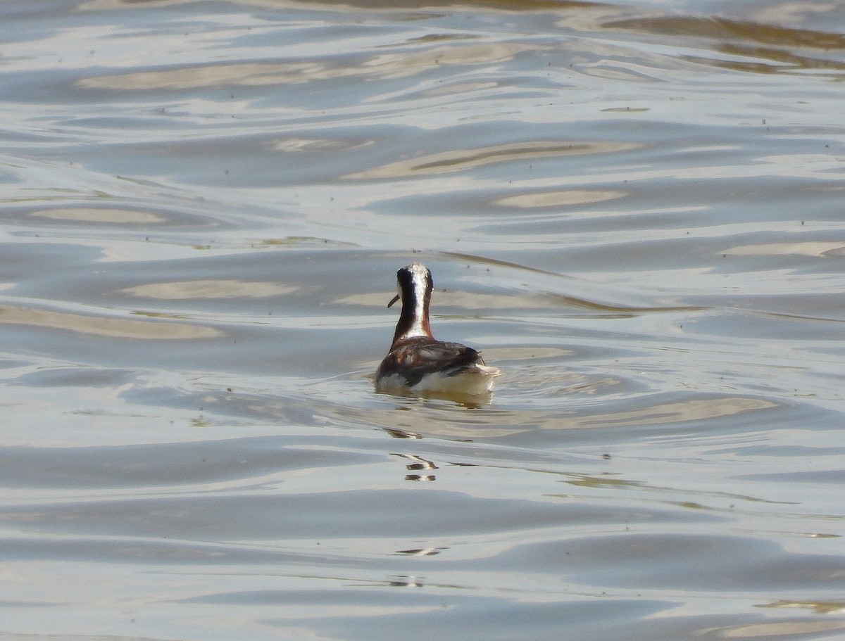 Wilson's Phalarope - ML637634736
