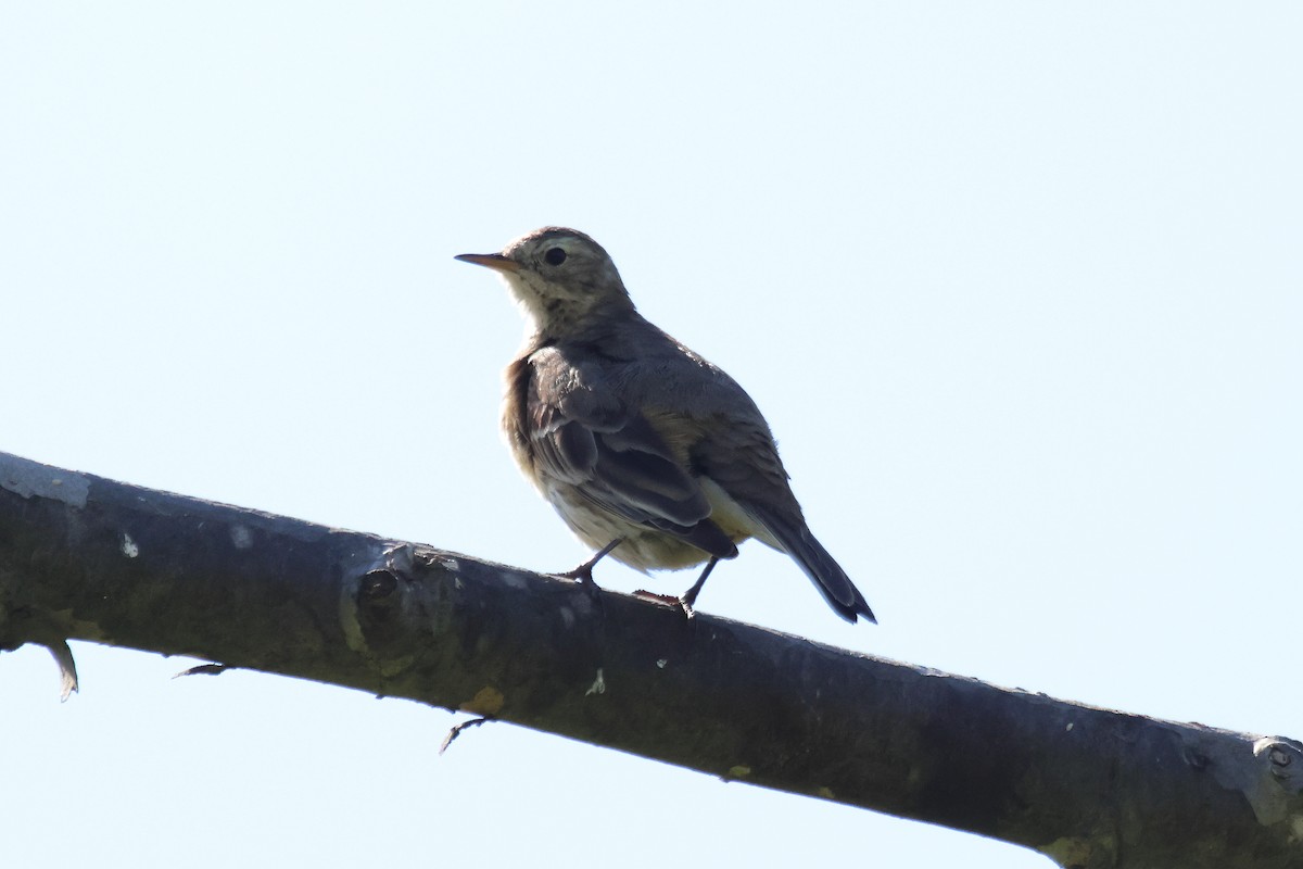 American Pipit - ML637634743