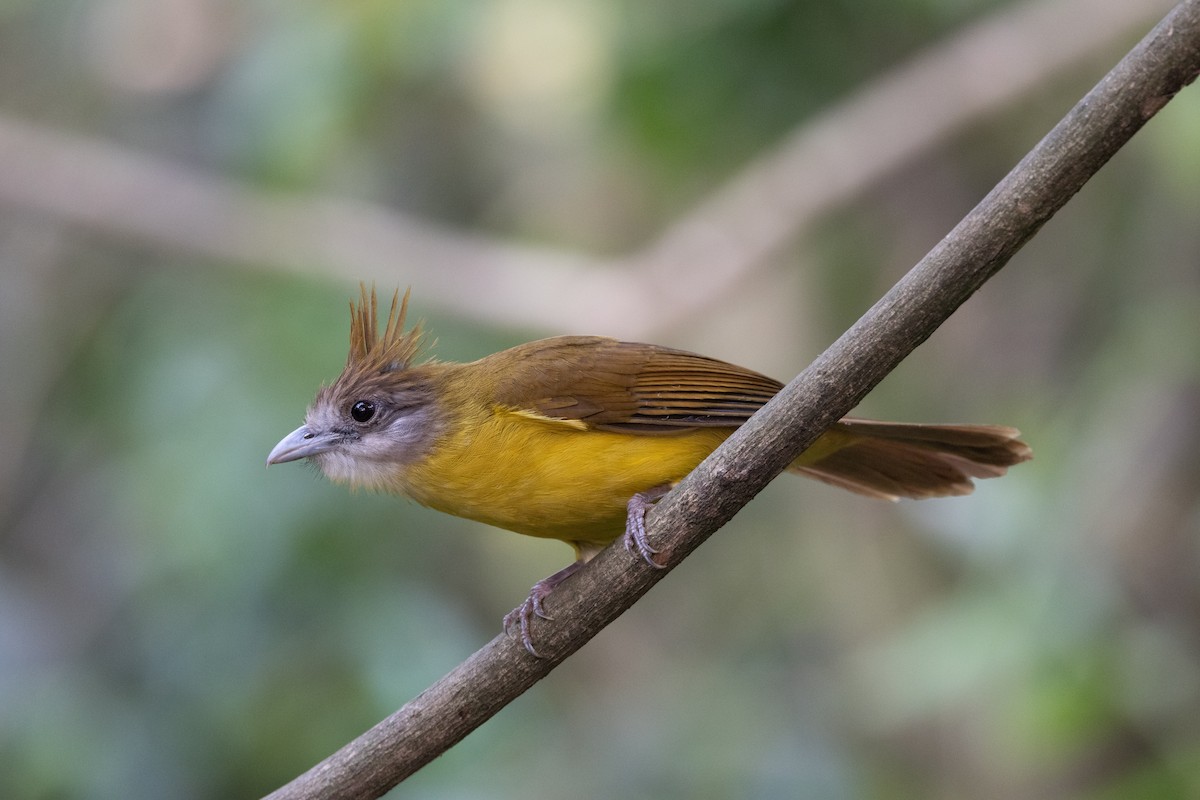 White-throated Bulbul - ML637634749