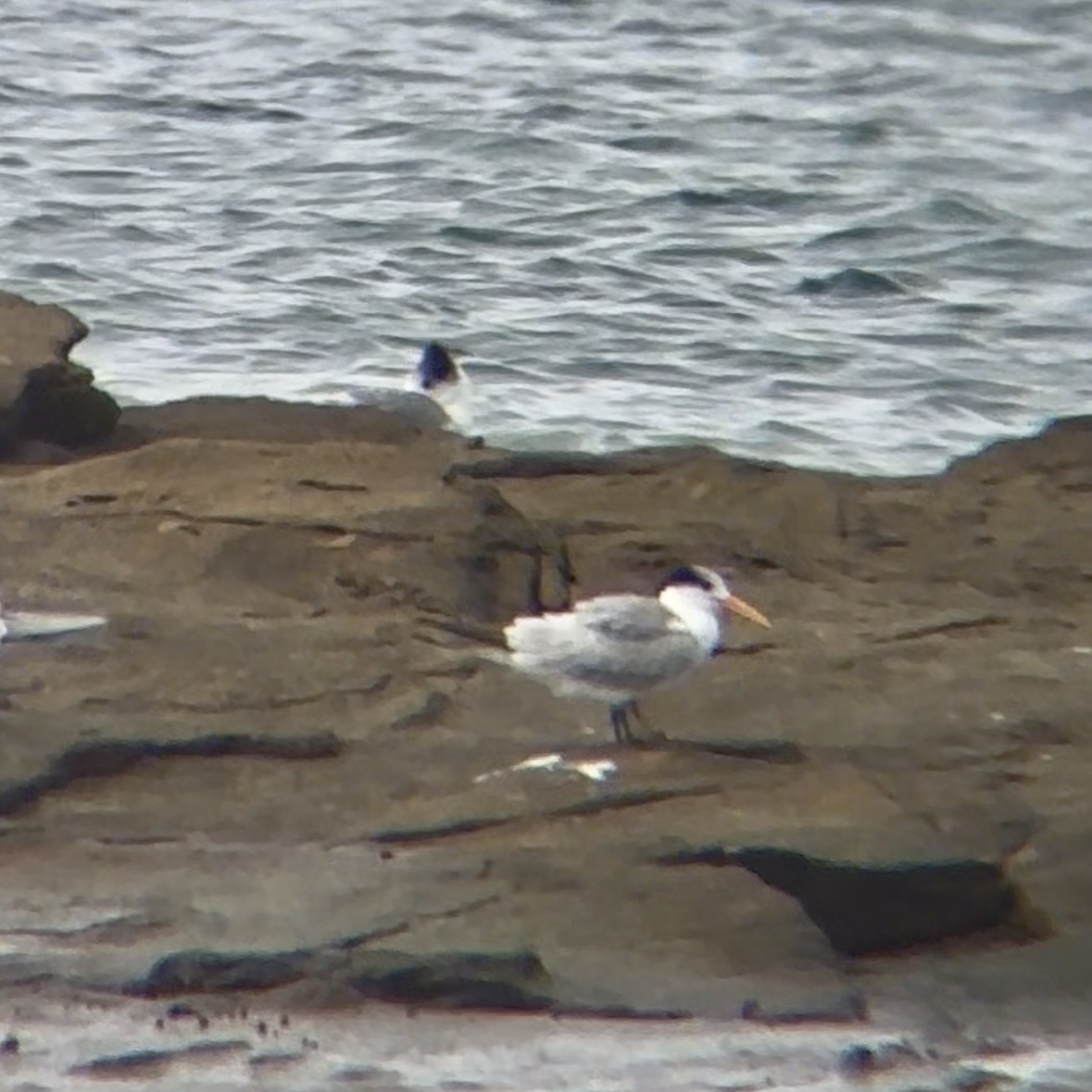 Lesser Crested Tern - ML637634835