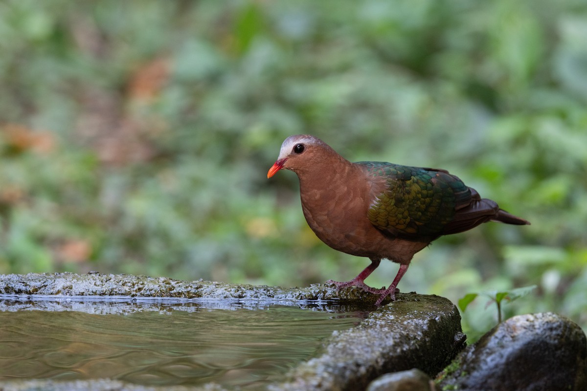 Asian Emerald Dove - ML637634843