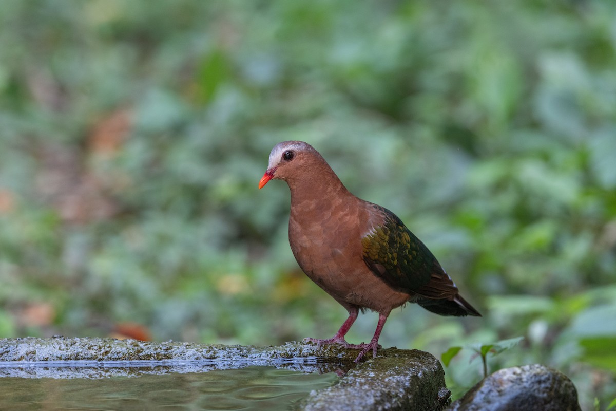 Asian Emerald Dove - ML637634844