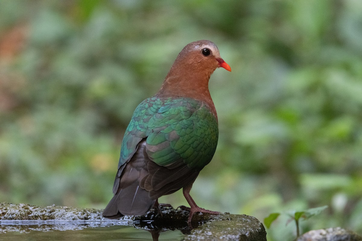 Asian Emerald Dove - ML637634845