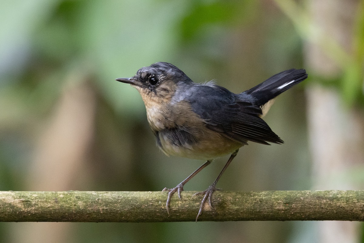 Firethroat - ML637634878