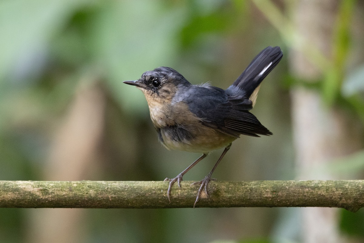 Firethroat - ML637634881