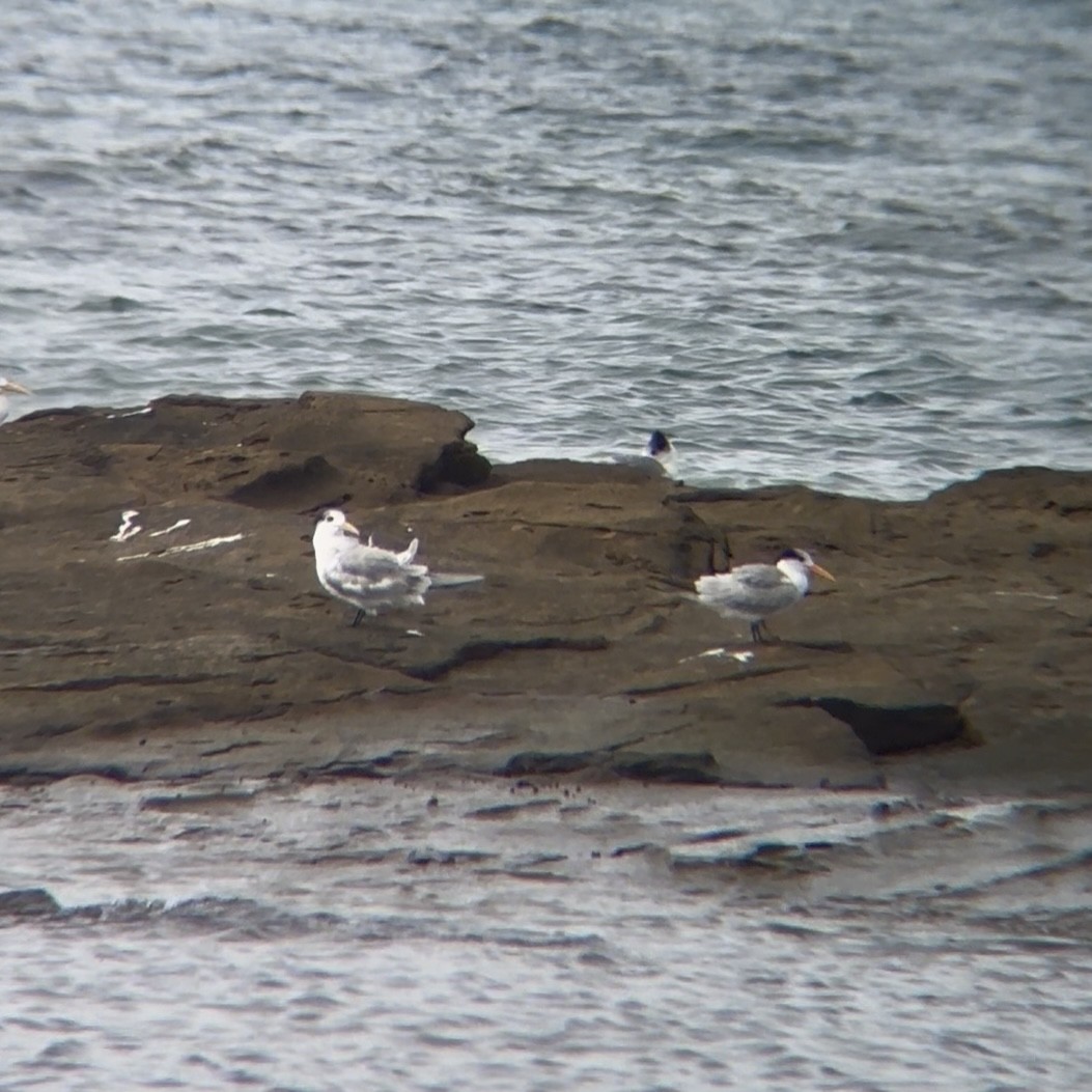 Lesser Crested Tern - ML637634984