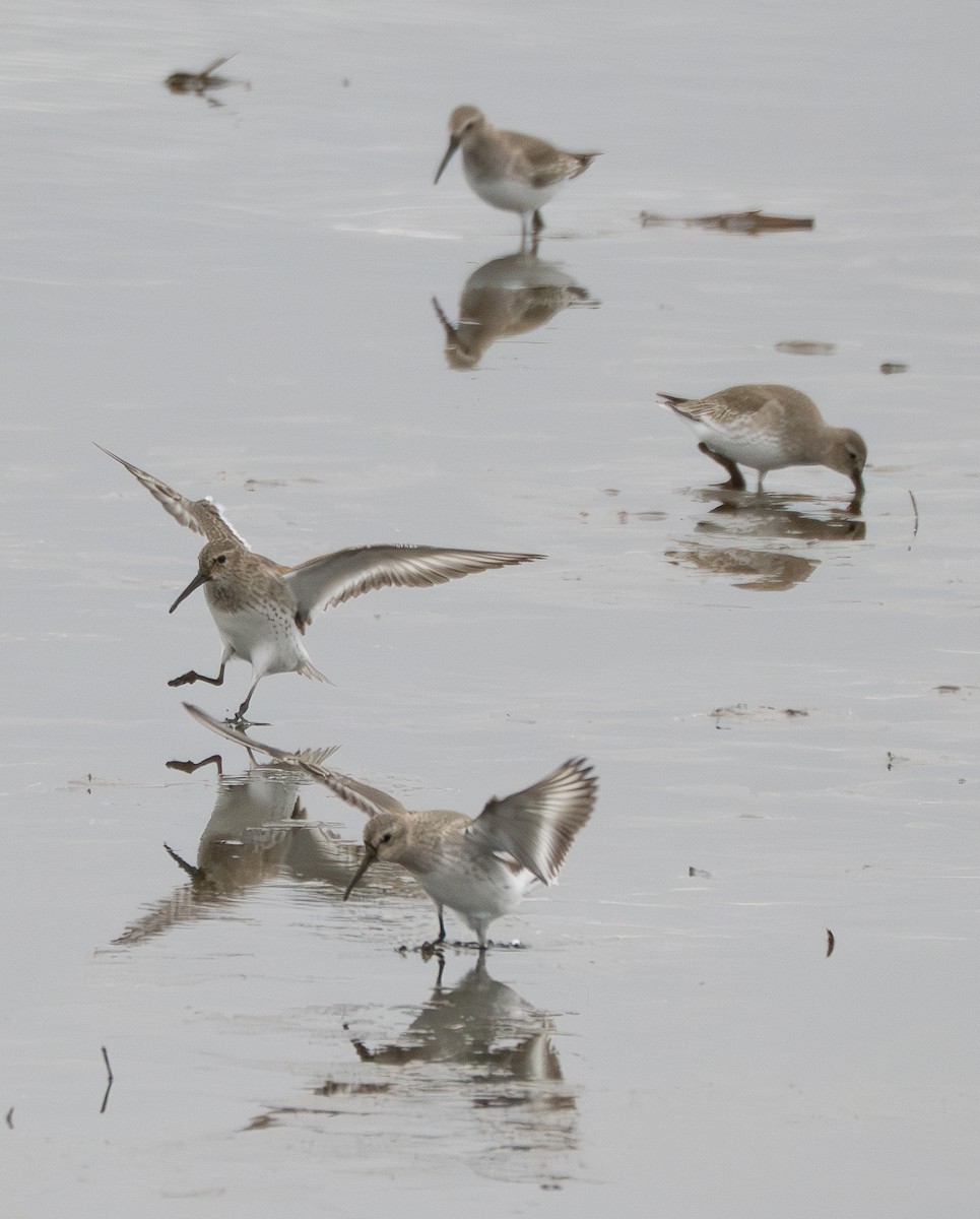 Bécasseau variable - ML637634992