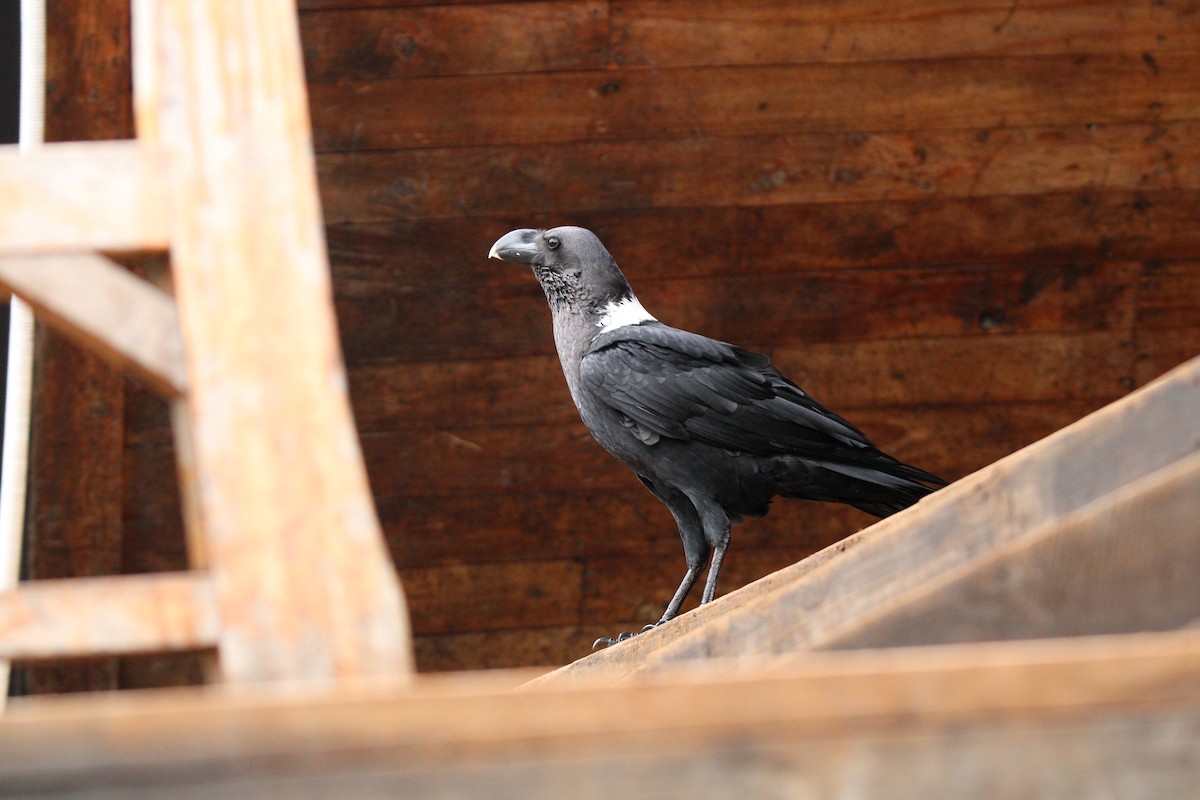 White-necked Raven - ML637634995