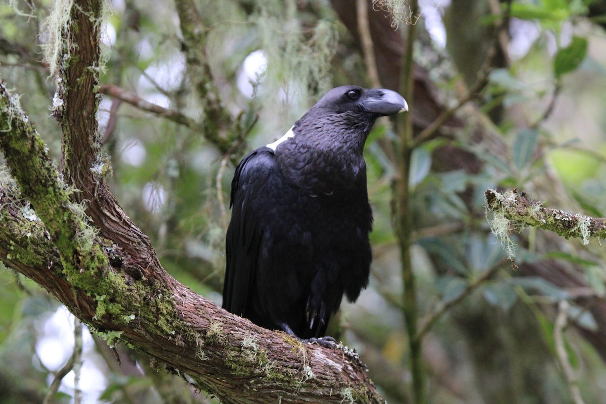 White-necked Raven - ML637634996