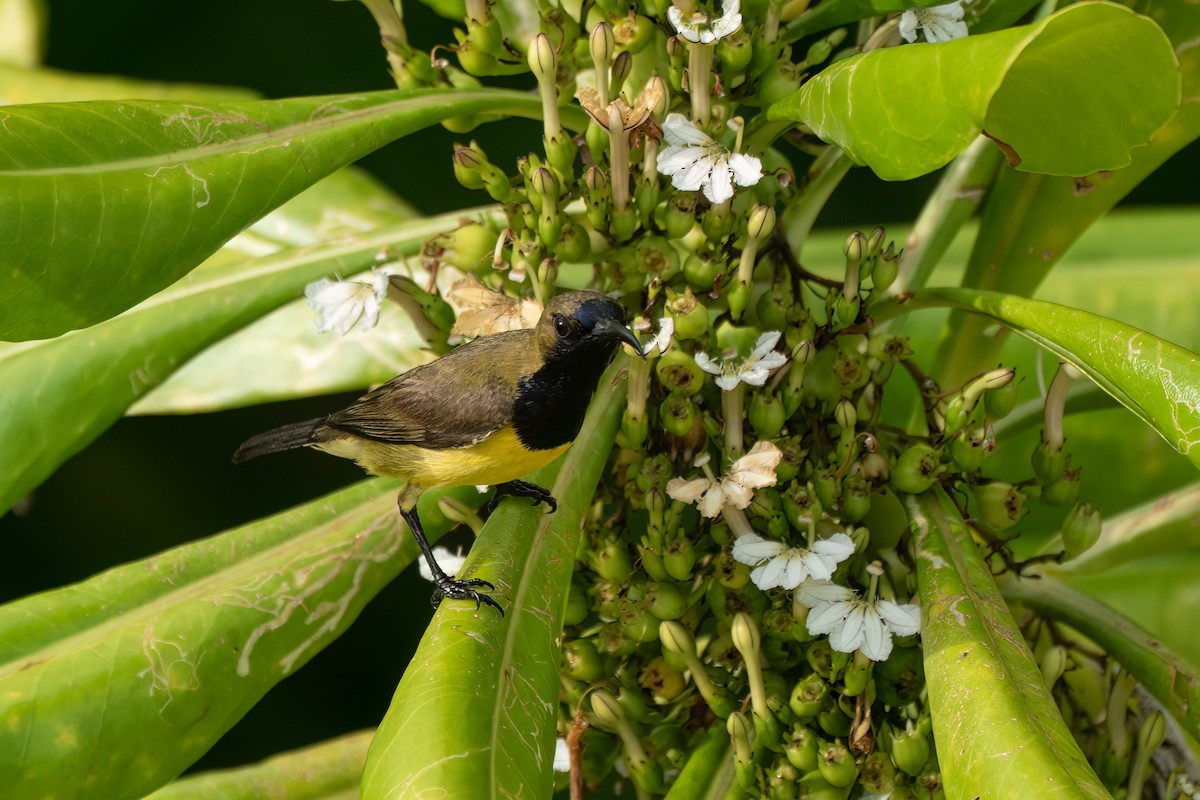 Ornate Sunbird (Ornate) - ML637635009