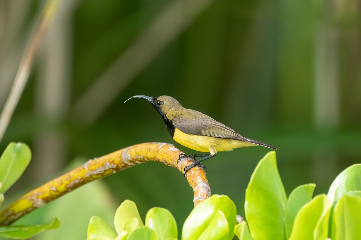 Ornate Sunbird (Ornate) - ML637635010