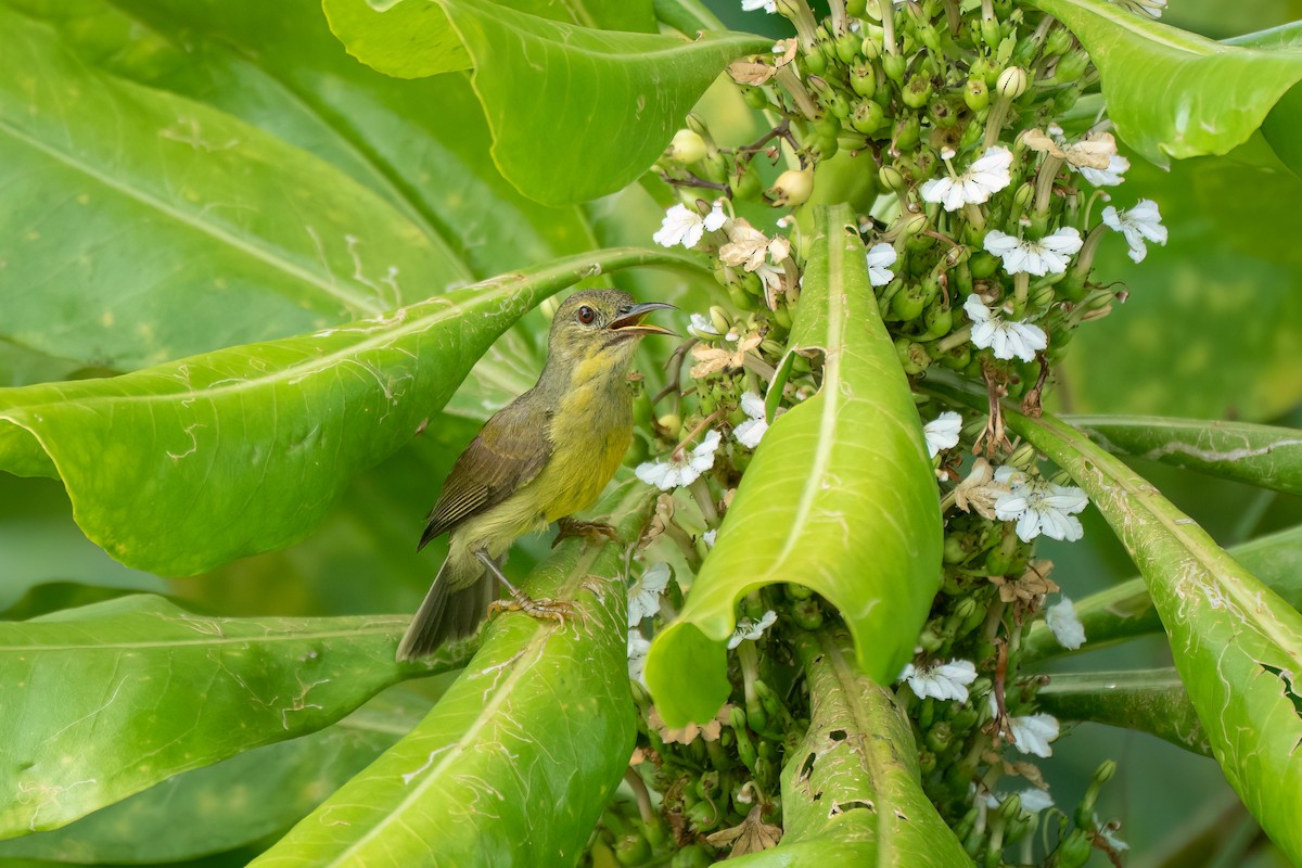 Ornate Sunbird (Ornate) - ML637635011