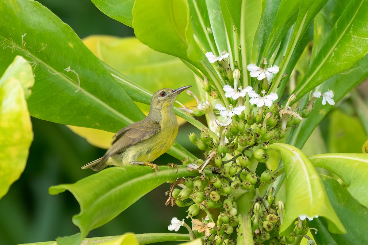 Ornate Sunbird (Ornate) - ML637635012