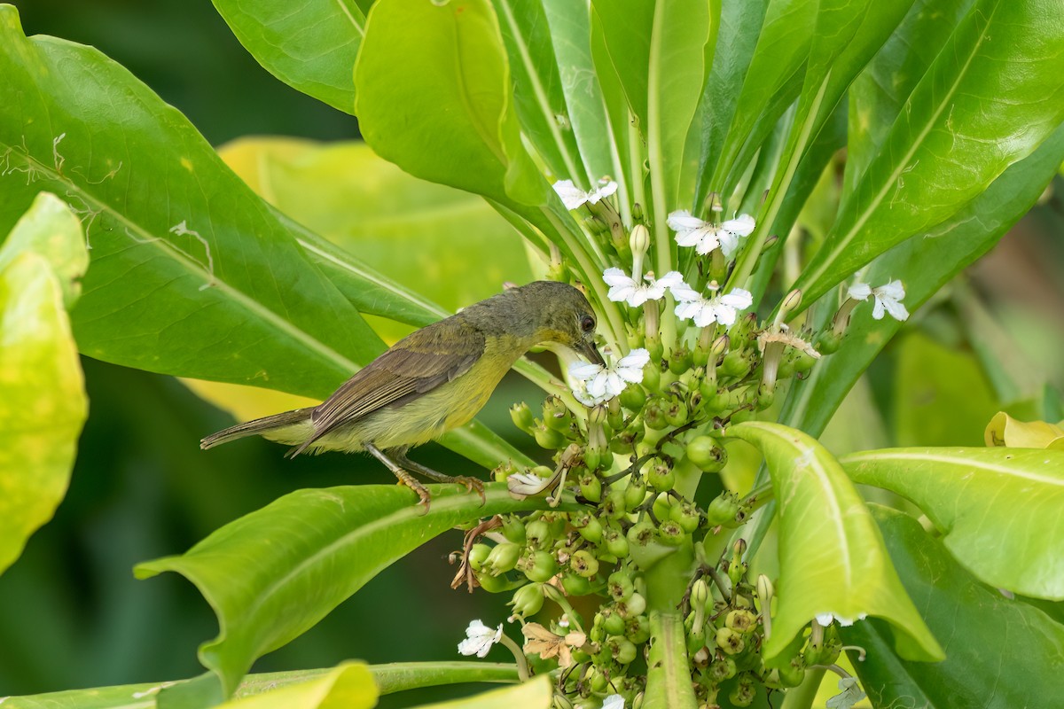 Ornate Sunbird (Ornate) - ML637635013