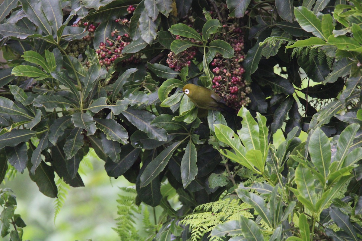 Kilimanjaro White-eye - ML637635015