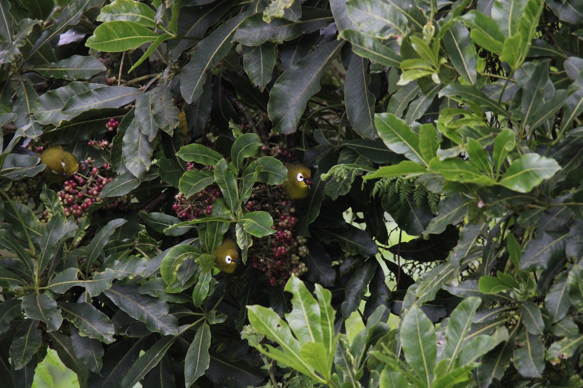 Kilimanjaro White-eye - ML637635016