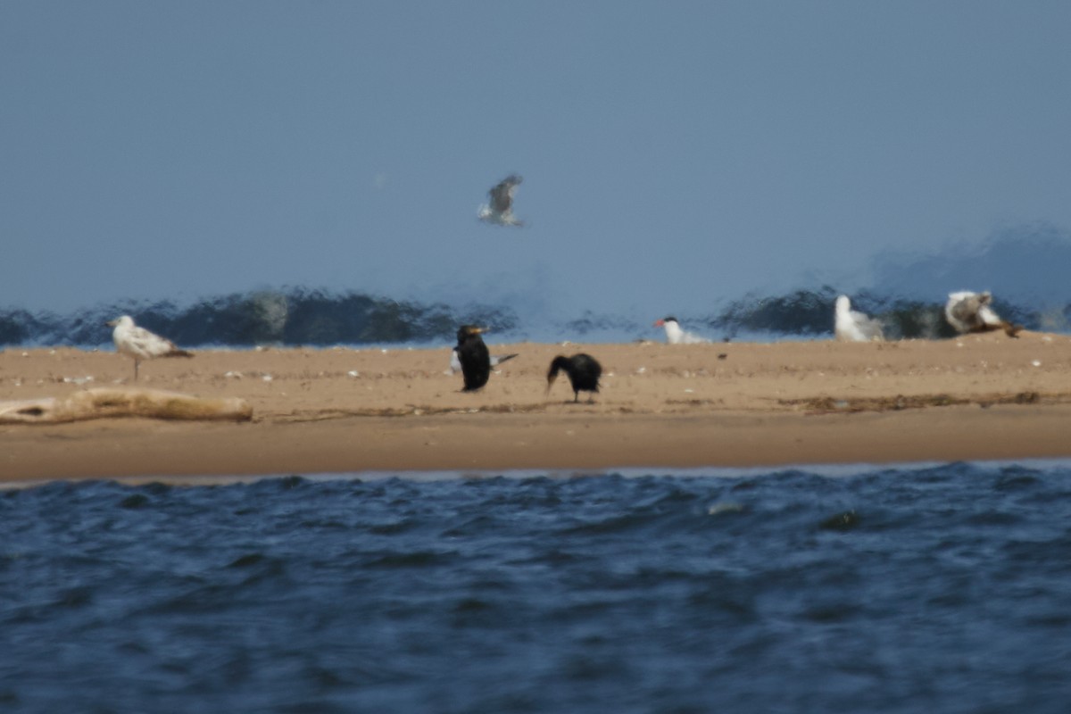 Caspian Tern - ML637635024