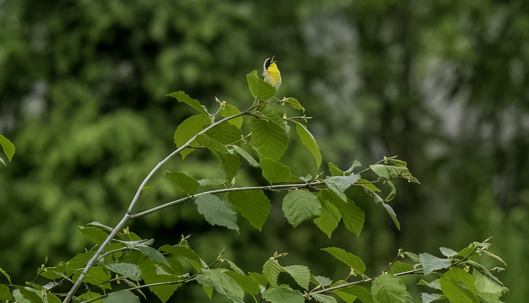 Common Yellowthroat - ML637635038