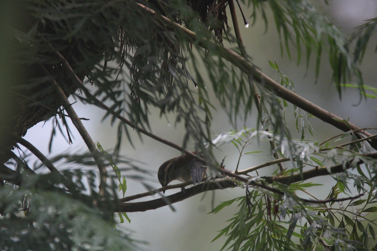 Brown-crowned Tchagra - ML637635055