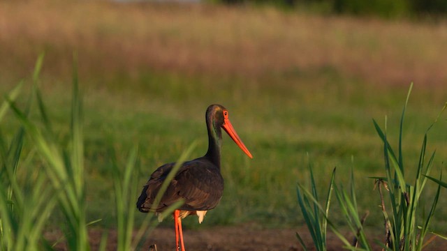 Black Stork - ML637635094