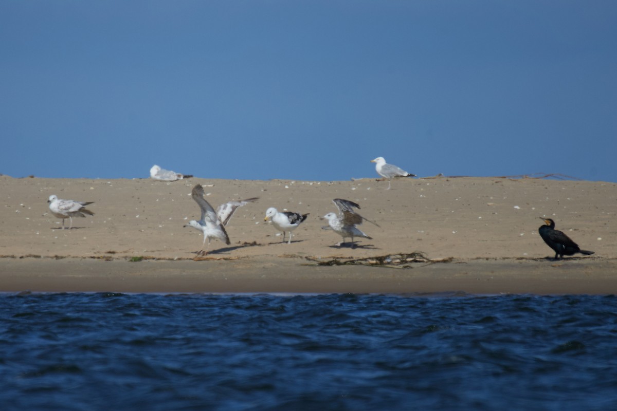 Great Black-backed Gull - ML637635098