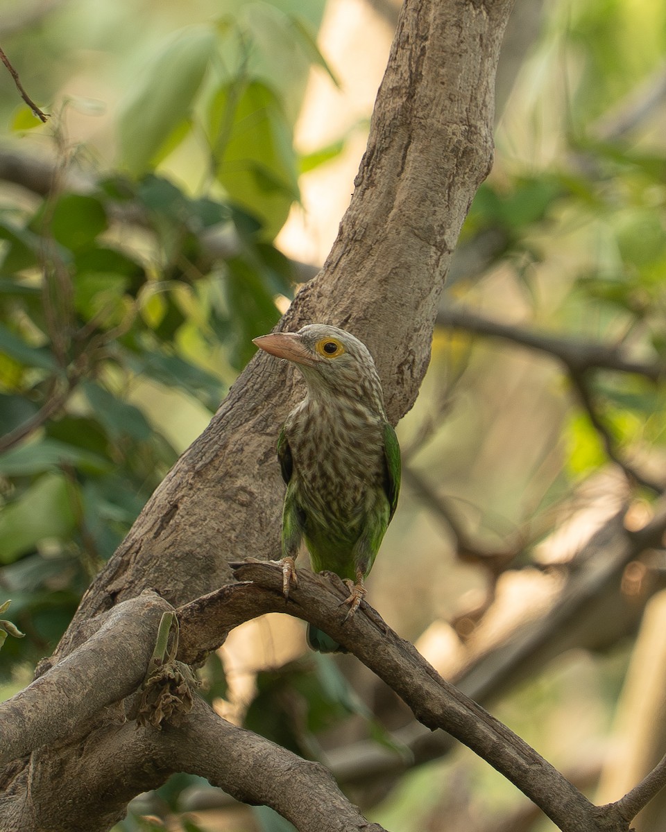 Lineated Barbet - ML637635105