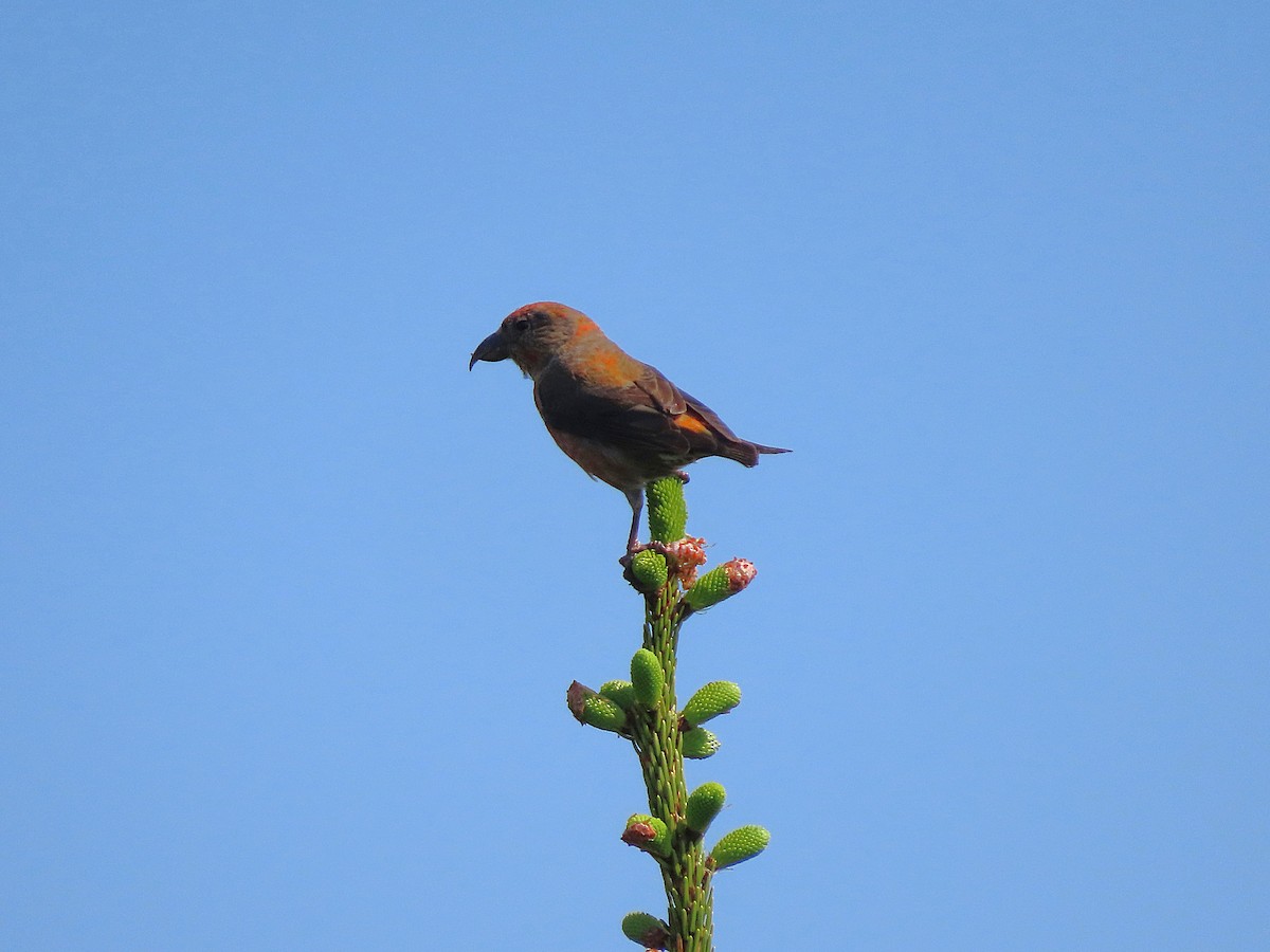 Red Crossbill (Appalachian or type 1) - ML637635122