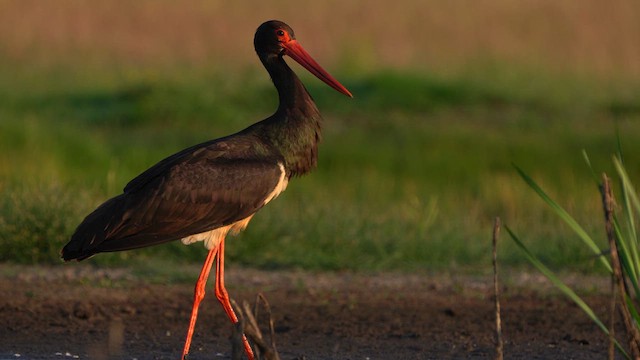 Black Stork - ML637635136