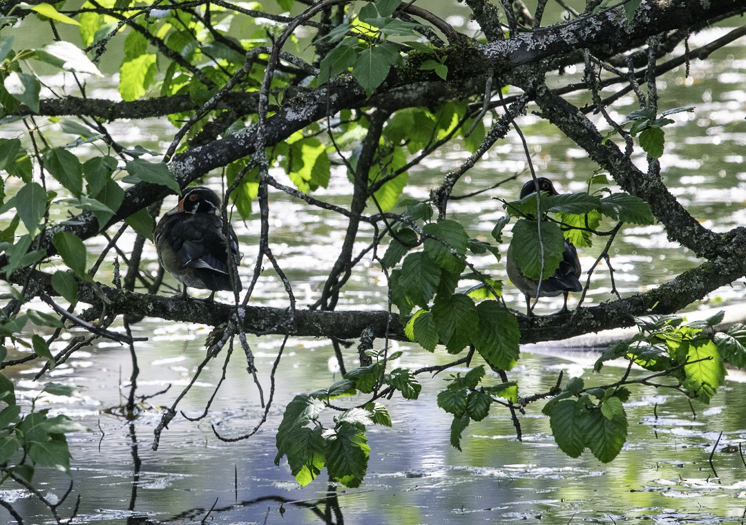Wood Duck - ML637635142