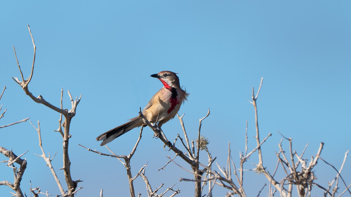 Rosy-patched Bushshrike - ML637635146