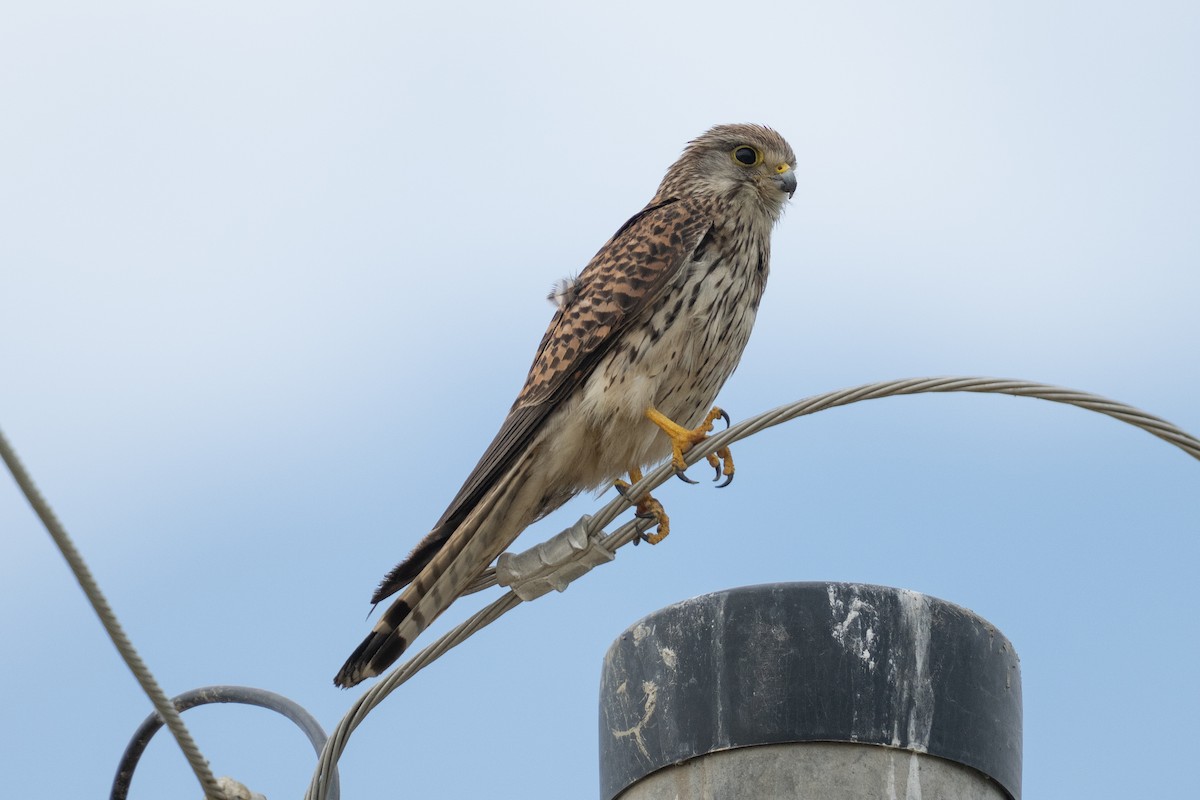 Eurasian Kestrel - ML637635160