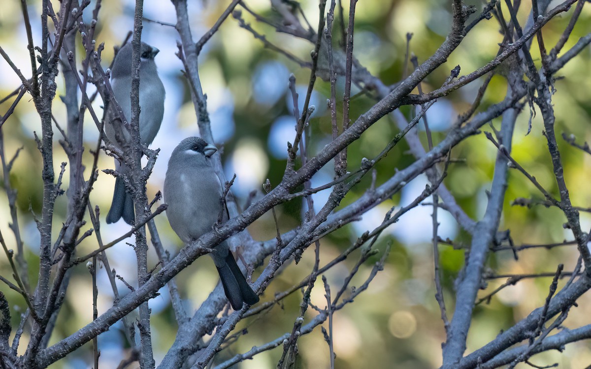 Brown Bullfinch - ML637635167