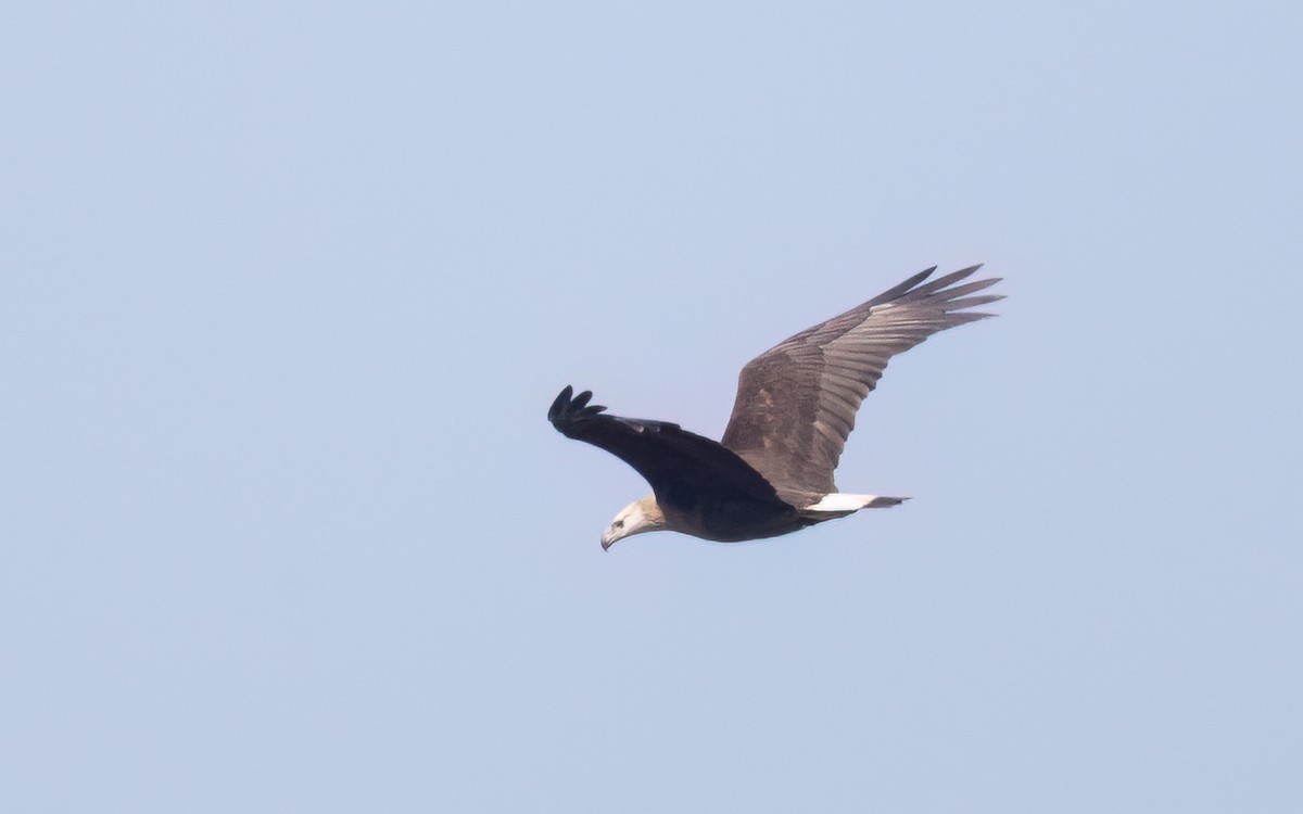 Pallas's Fish-Eagle - ML637635178