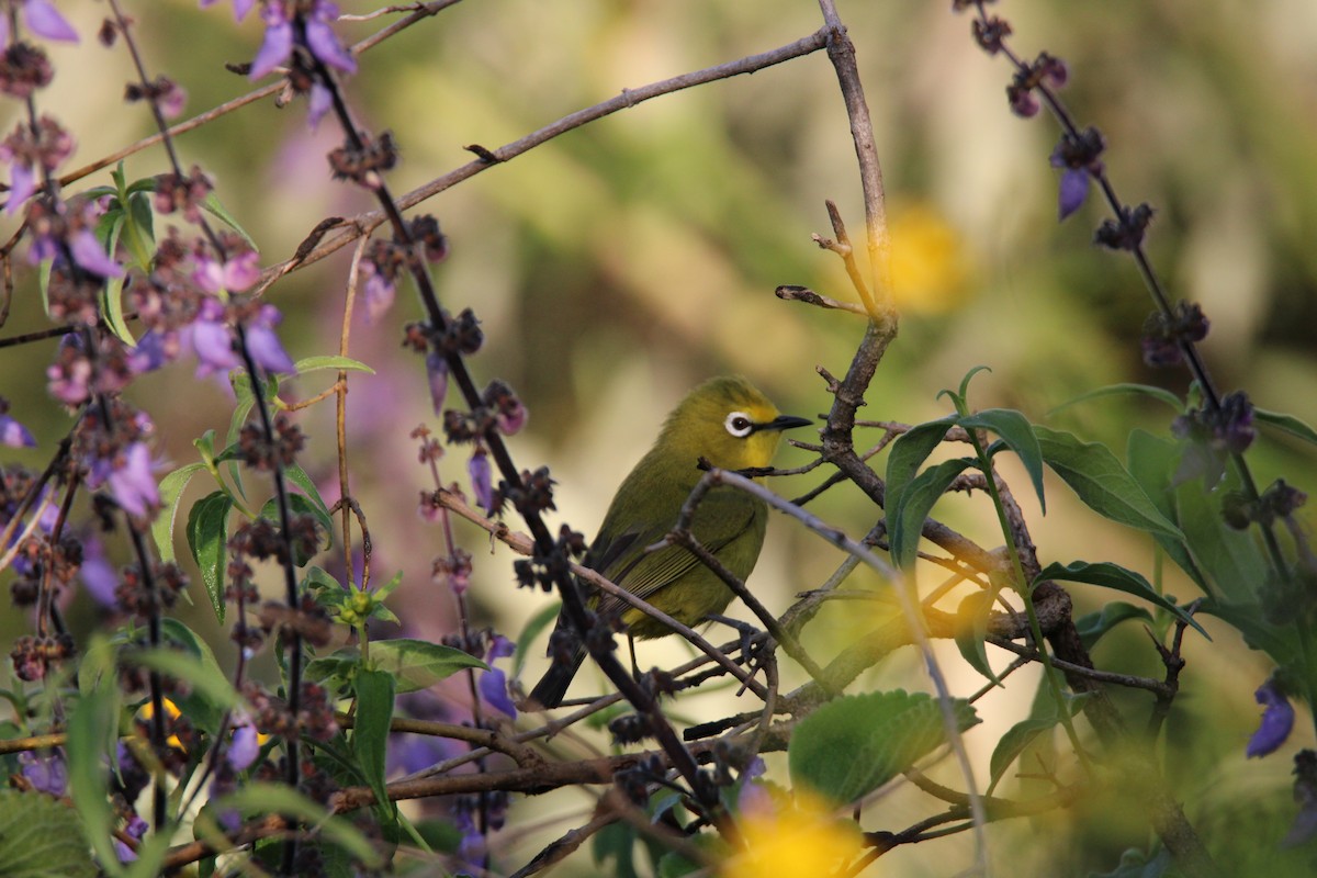 Northern Yellow White-eye - ML637635210