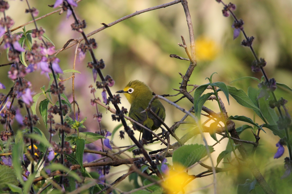 Northern Yellow White-eye - ML637635211