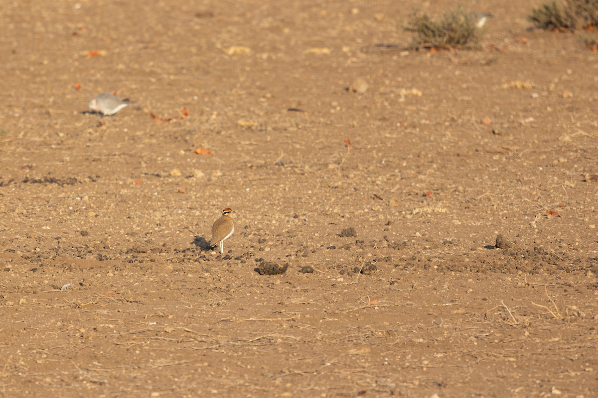 Temminck's Courser - ML637635251