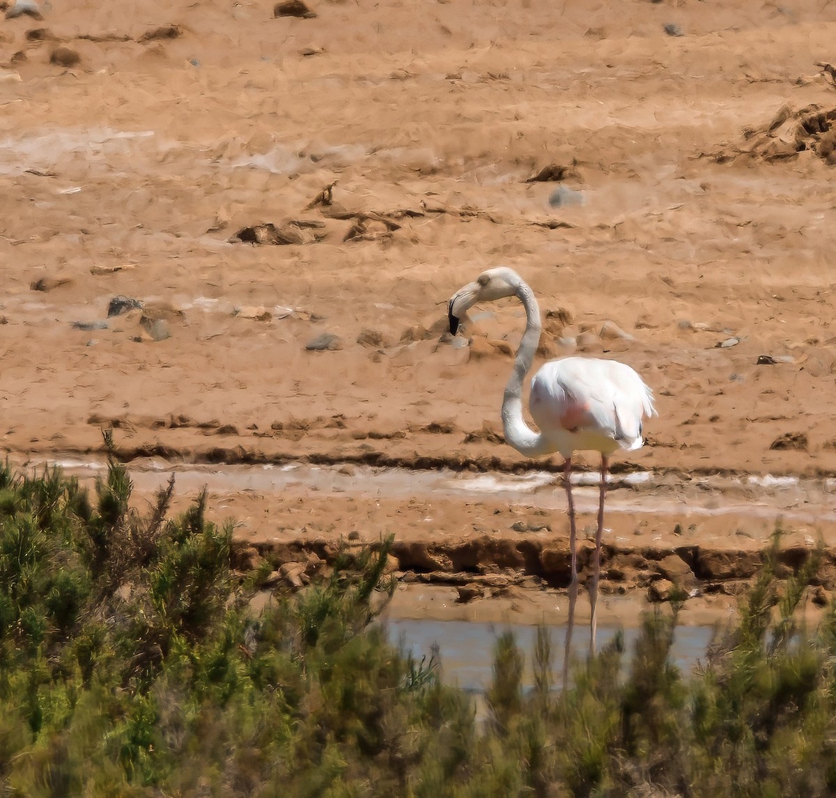 rosenflamingo - ML637635277