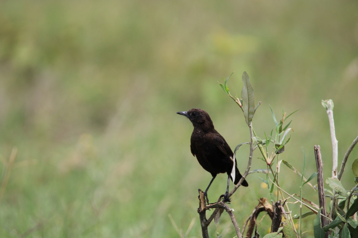 Northern Anteater-Chat - ML637635349