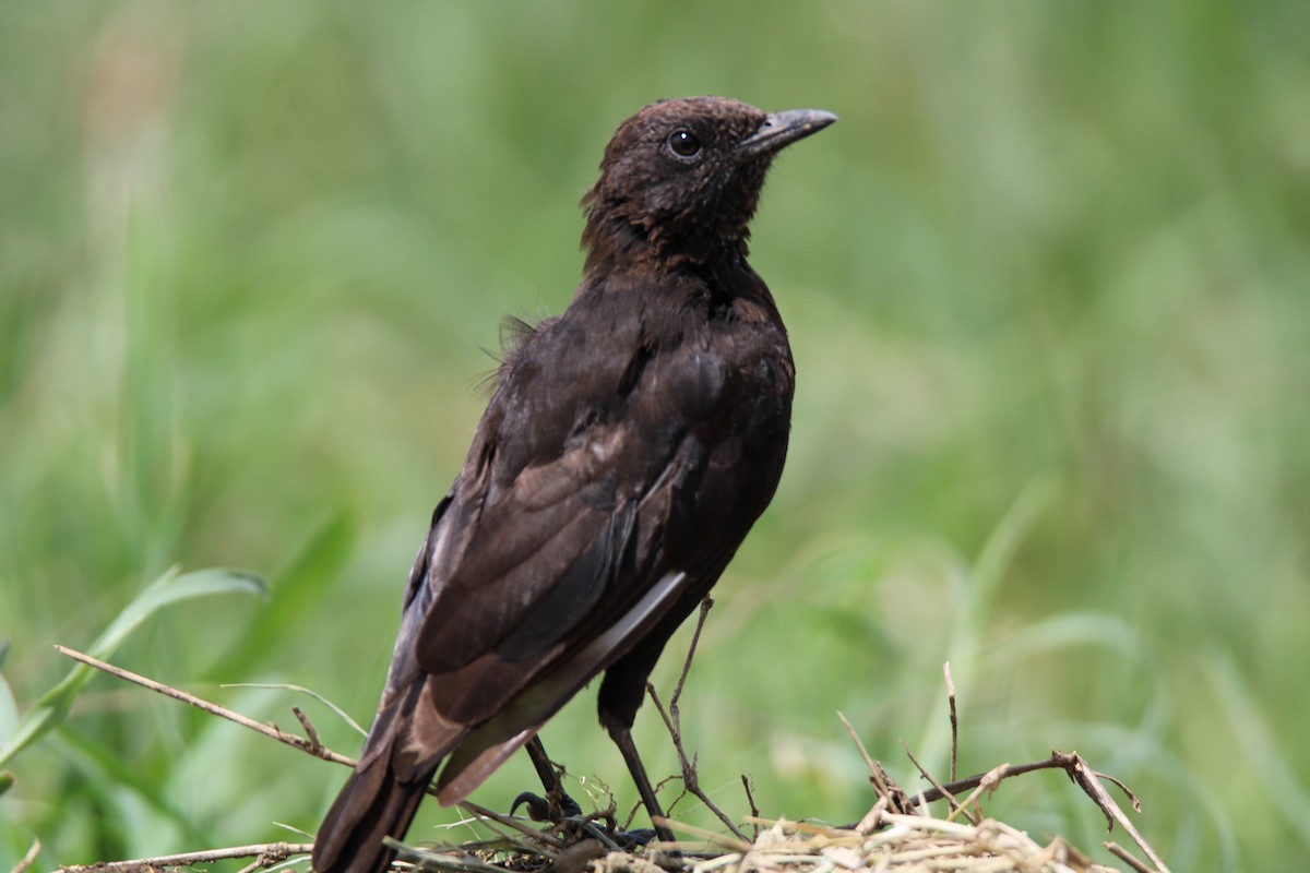Northern Anteater-Chat - ML637635350
