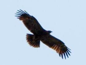 Greater Spotted Eagle - ML637635356