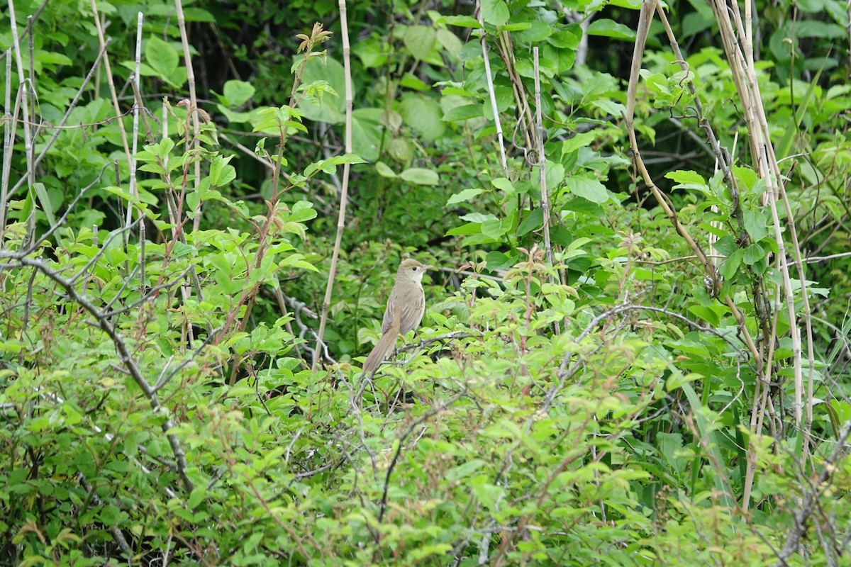 Thick-billed Warbler - ML637635367