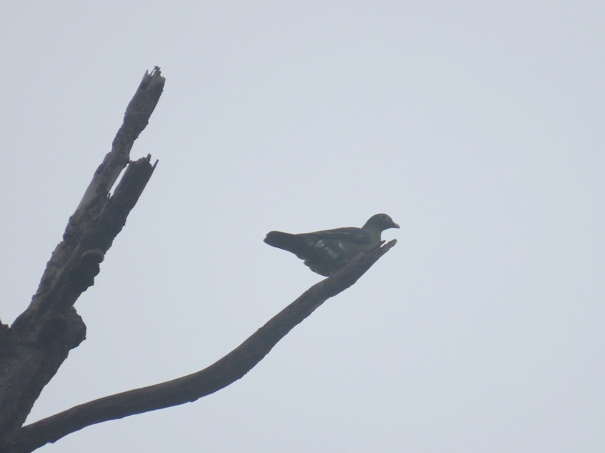 Thick-billed Green-Pigeon - ML637635397