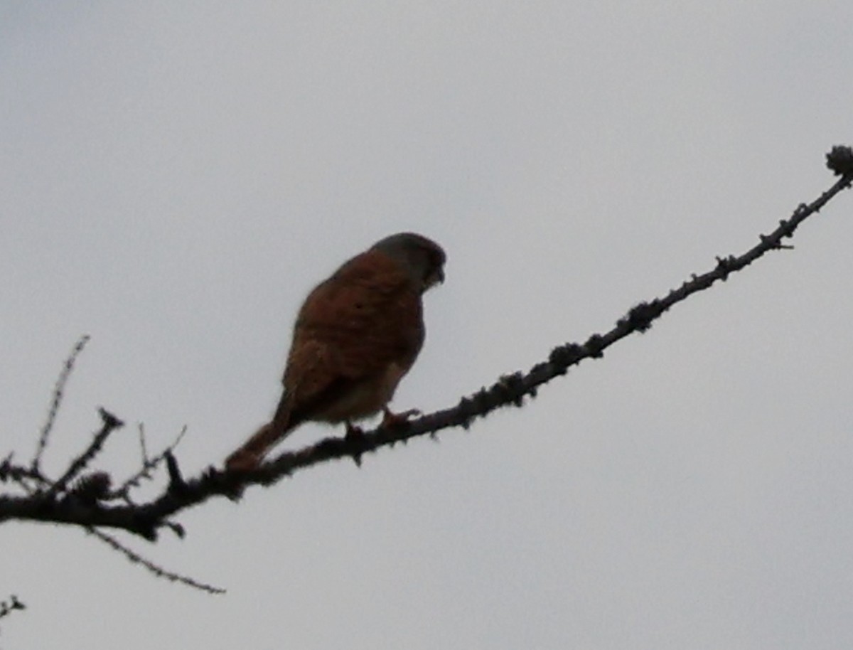 Eurasian Kestrel - ML637635399