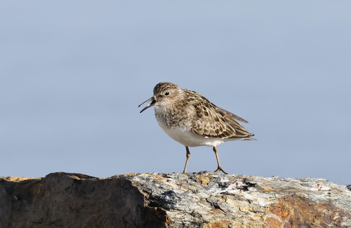 Temminck's Stint - ML637635444