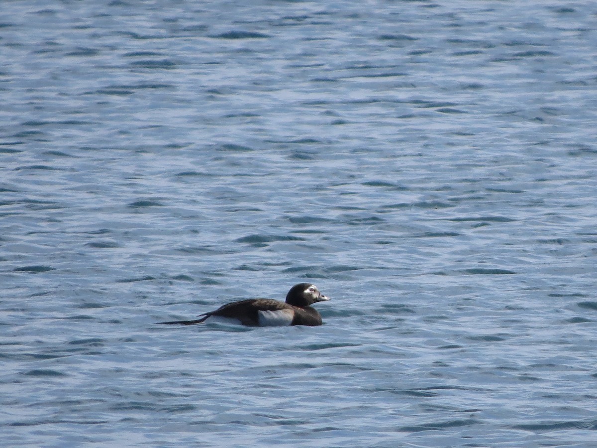 Long-tailed Duck - ML637635466
