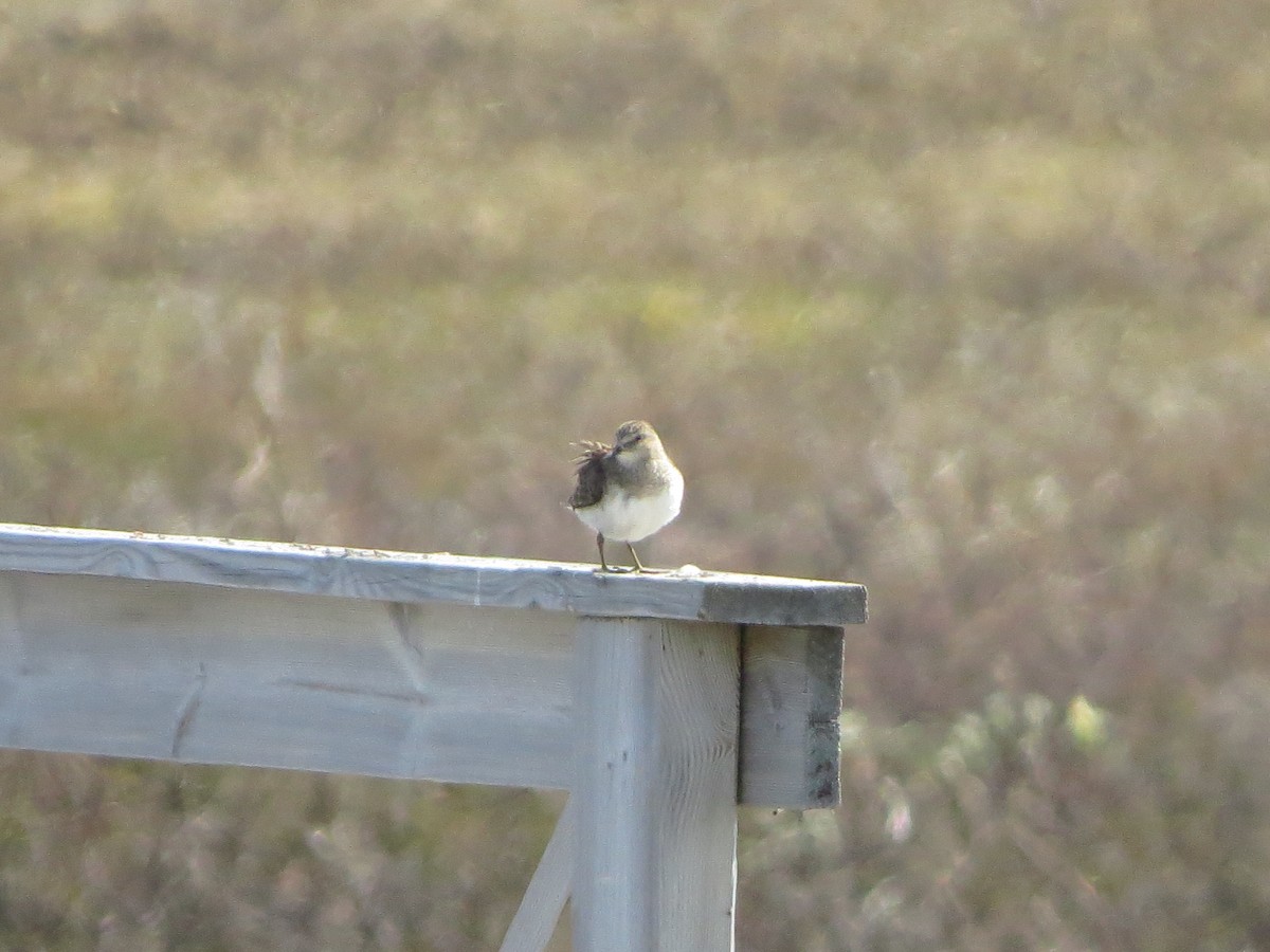 Temminck's Stint - ML637635477