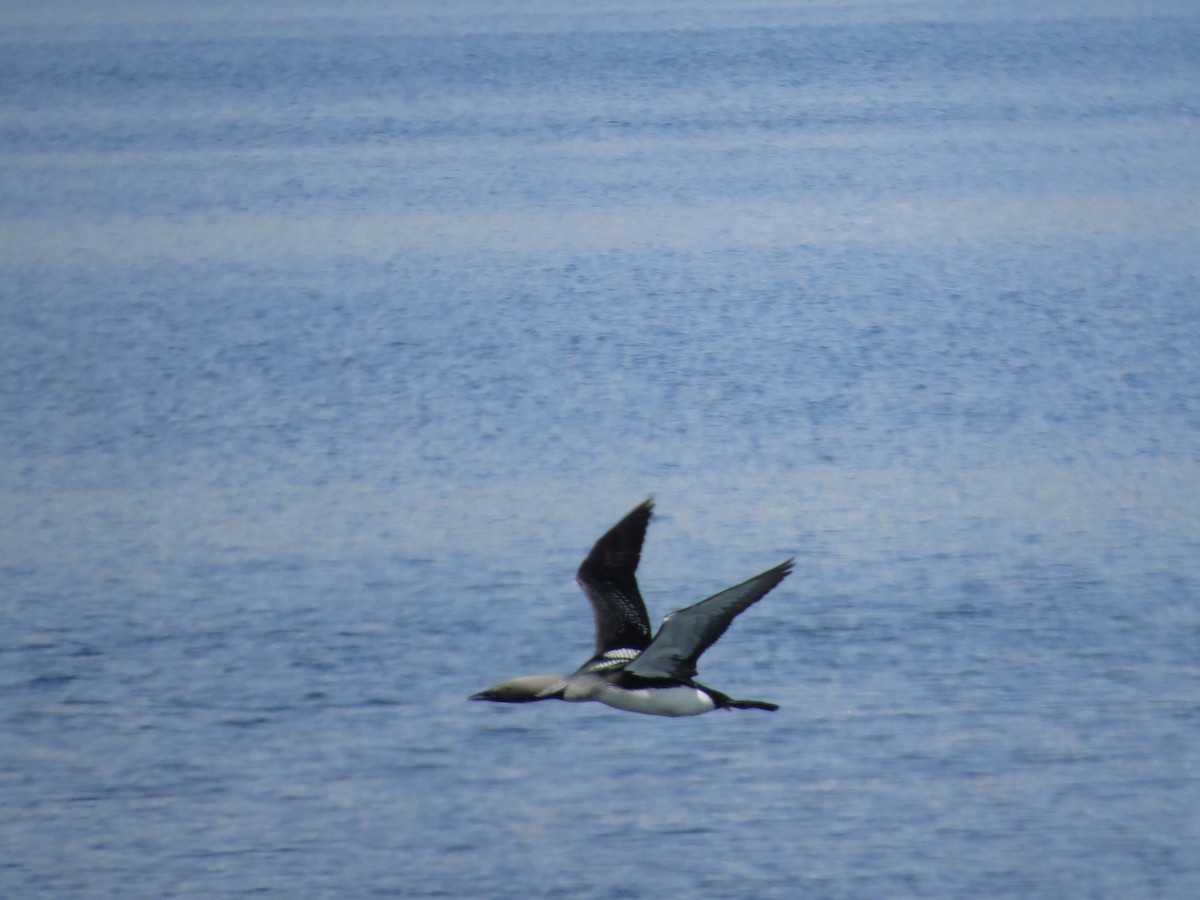 Arctic Loon - ML637635478