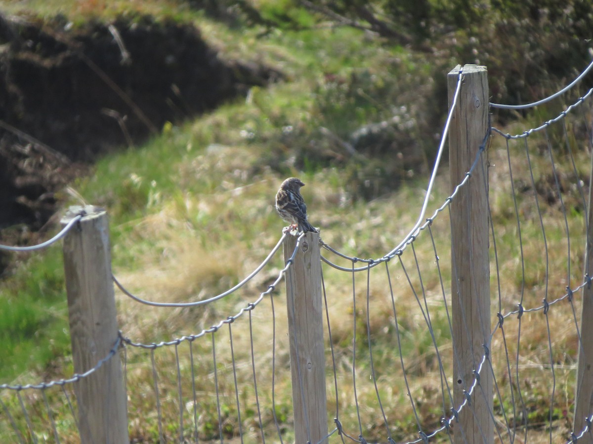 Meadow Pipit - ML637635490